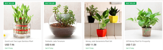 Ferns N Petals Deals